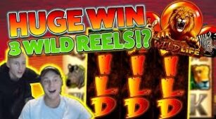 The Wild Life max win video 1